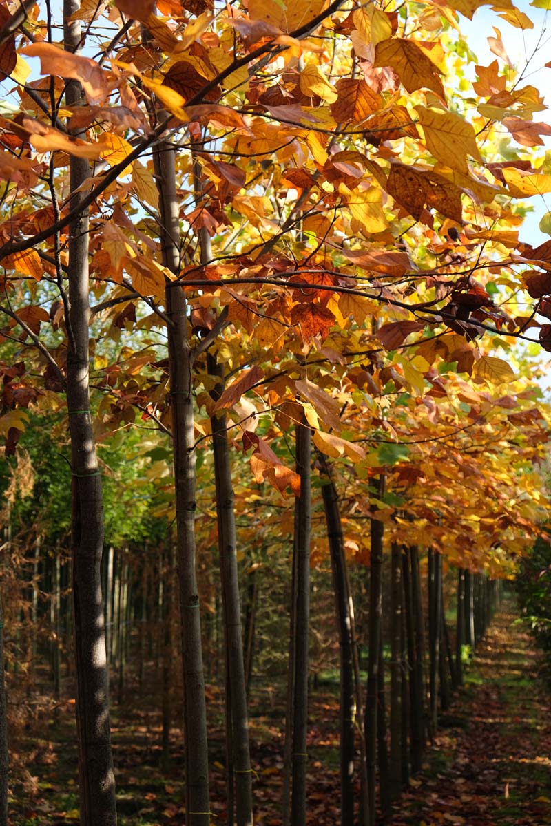 Liriodendron tulipifera op stam op stam