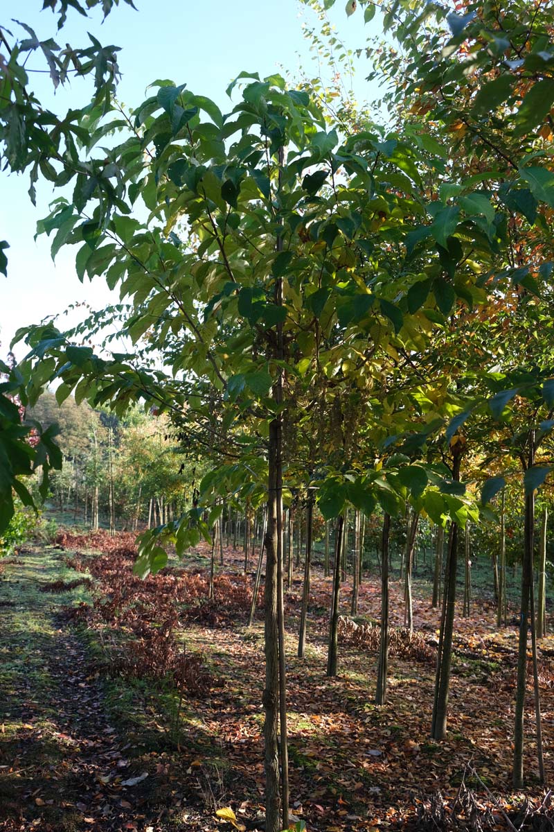 Pterostyrax hispida op stam op stam