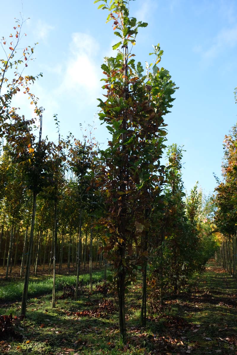 Quercus robur 'Fastigiate Koster' op stam geveerd
