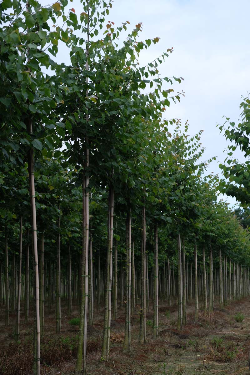 TICGREEN14-16HODR stamomtrek 14-16