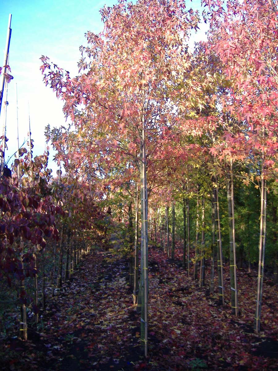 LISWORPL16-18HODR stamomtrek 16-18