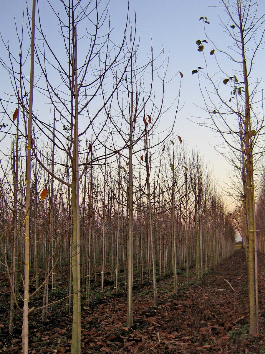 MAKOBUS16-18HODR stamomtrek 16-18