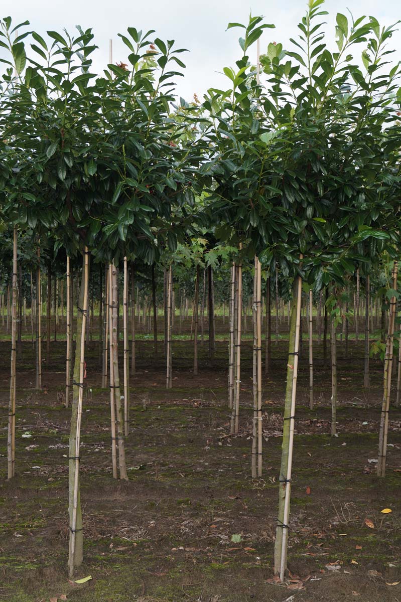 PRLNOVIT16-18HODR stamomtrek 16-18