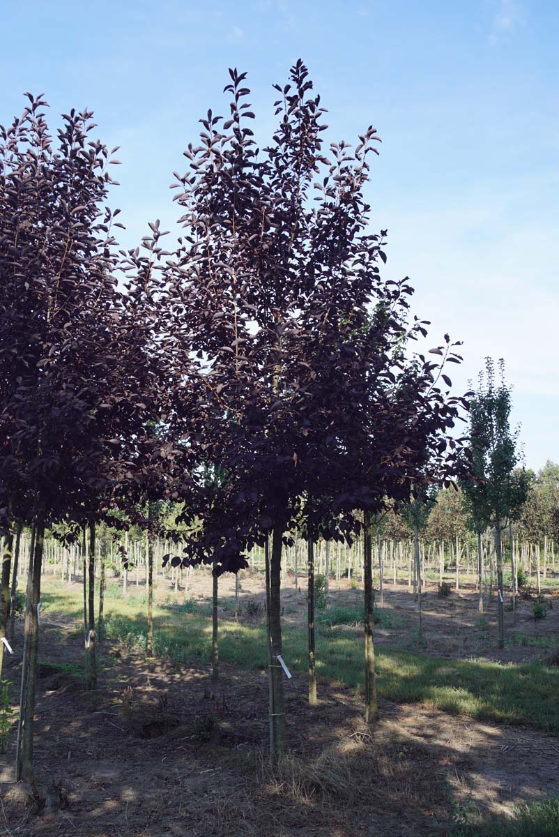 PRVCRED16-18HODR stamomtrek 16-18