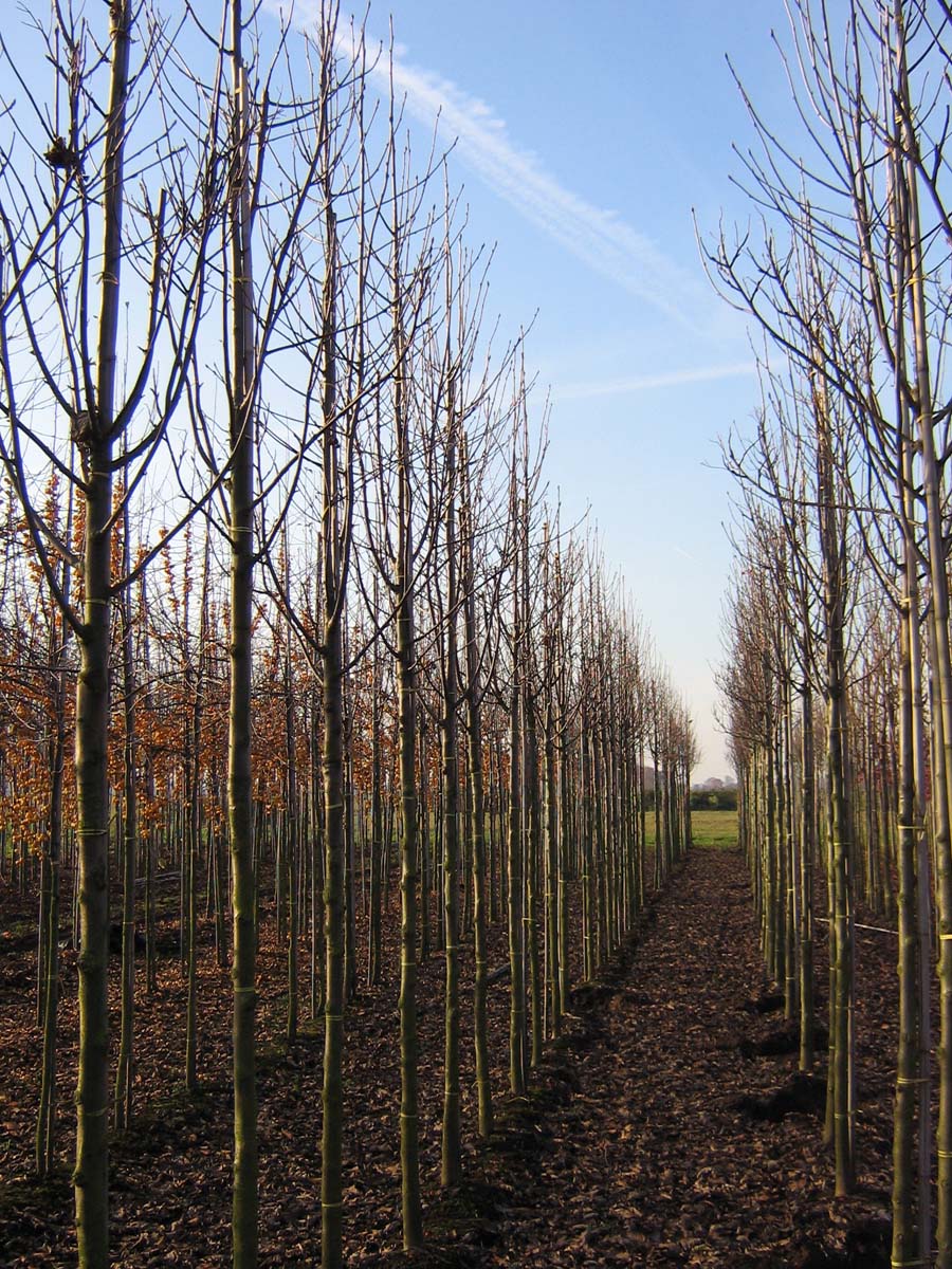 SOTFASTI16-18HODR stamomtrek 16-18