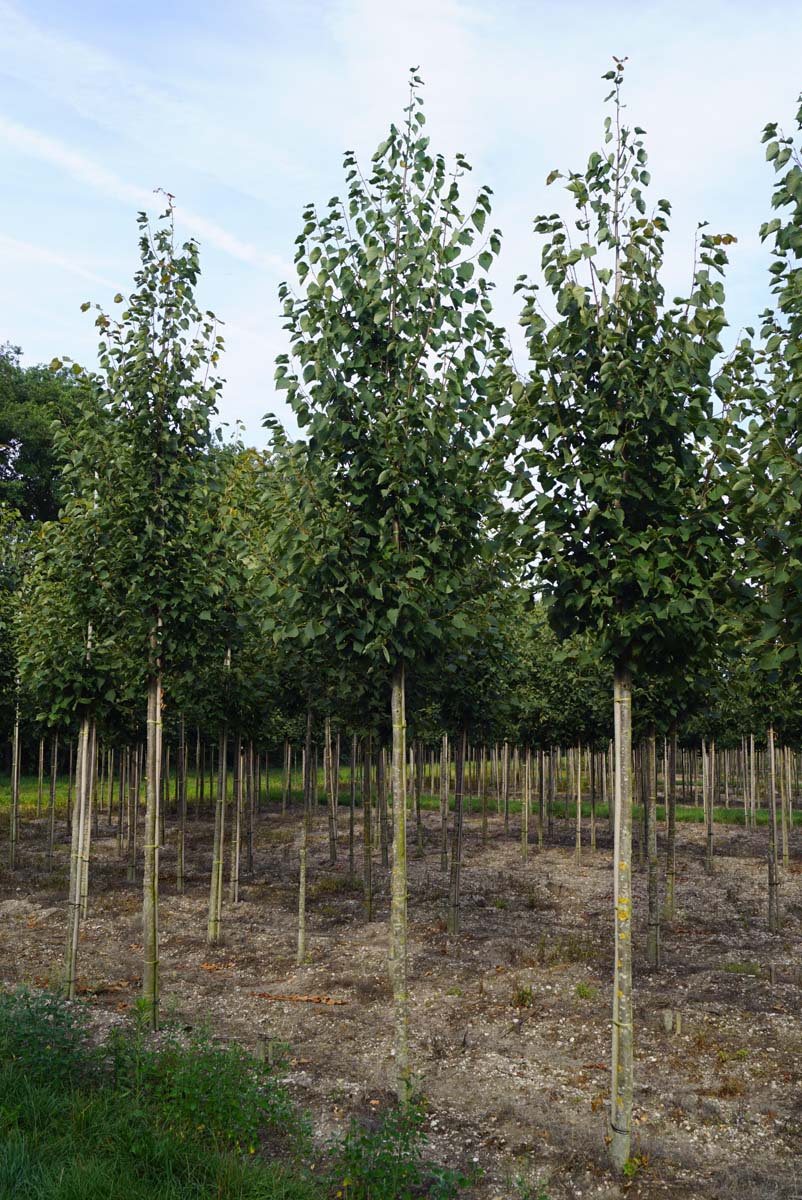 TICGREEN16-18HODR stamomtrek 16-18