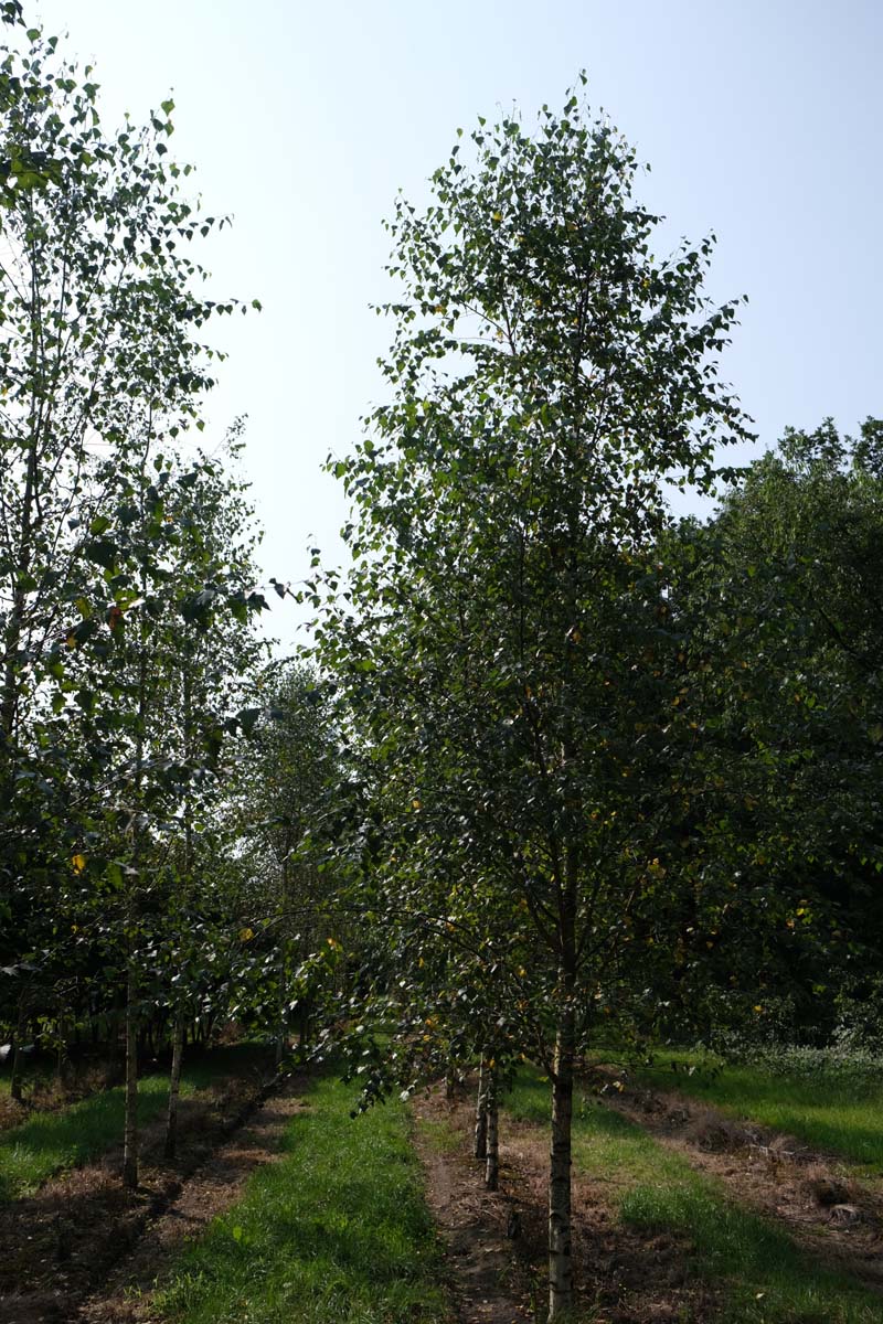 BEPENDUL18-20HODR stamomtrek 18-20