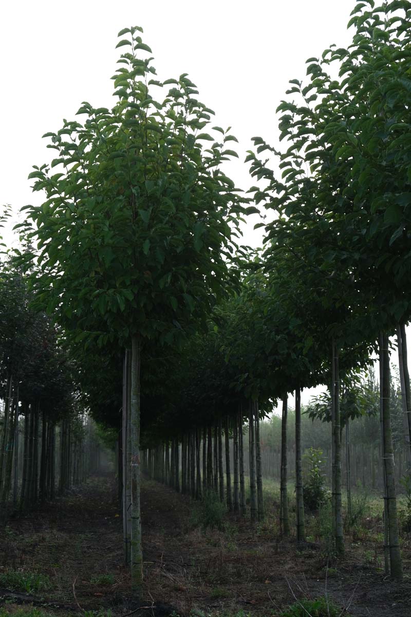 MAKOBUS18-20HODR stamomtrek 18-20