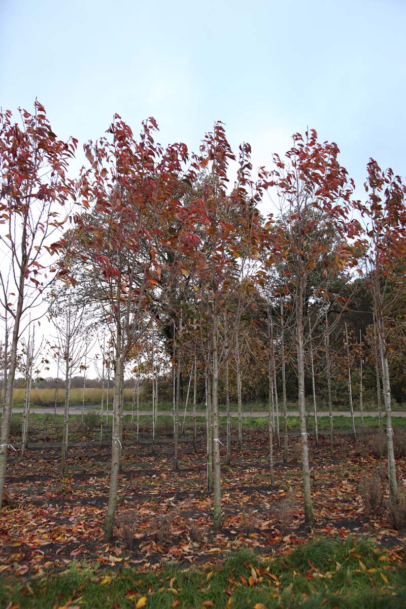 PRSSBOUL18-20HODR stamomtrek 18-20