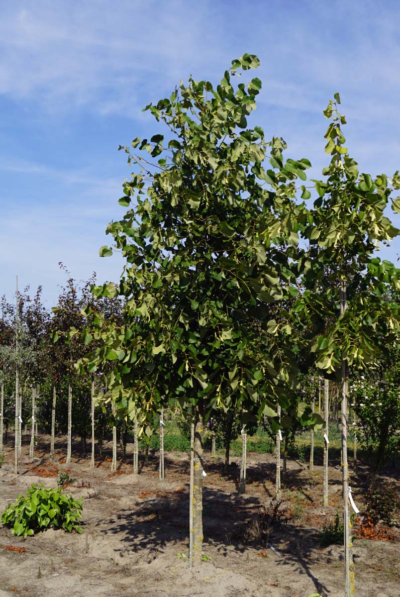 TIAMOLTK18-20HODR stamomtrek 18-20