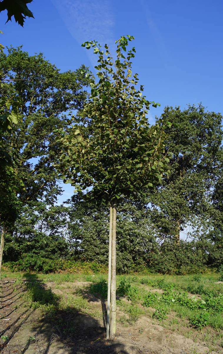 TICGREEN18-20HODR stamomtrek 18-20