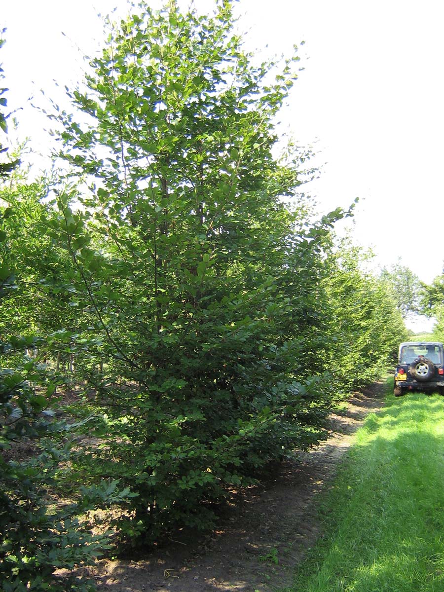 FASYLVAT20-25HODRGEV stamomtrek 20-25