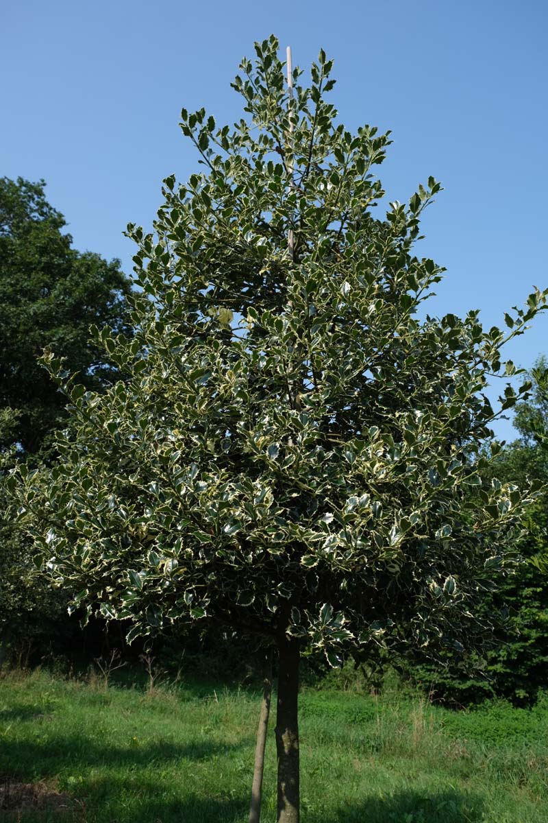 ILAAMARG20-25HODR stamomtrek 20-25