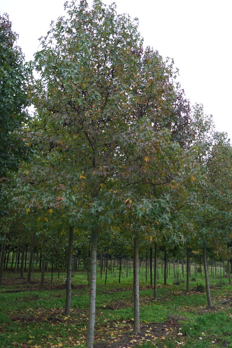 LISWORPL20-25HODR stamomtrek 20-25