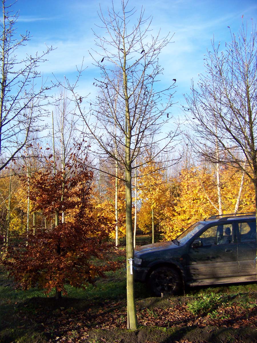 MAKOBUS20-25HODR stamomtrek 20-25