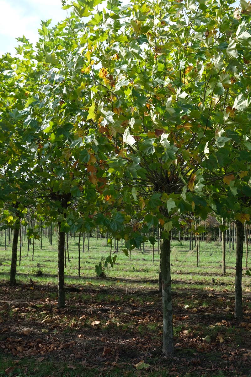 PLHISPAN20-25HODR stamomtrek 20-25