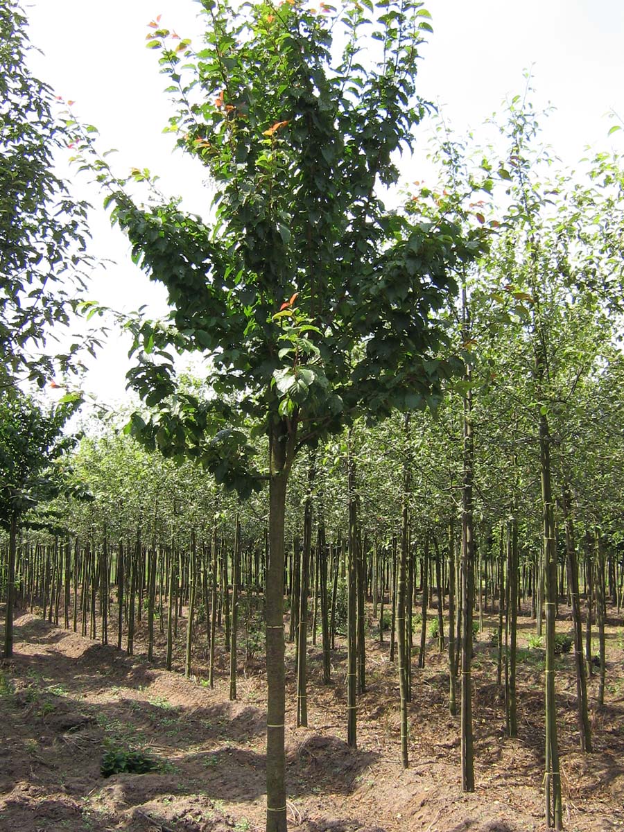 PRSRANCH20-25HODR stamomtrek 20-25