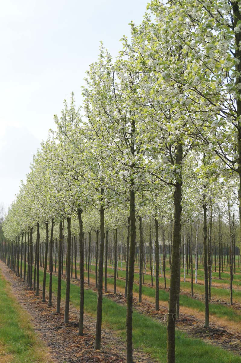 PYCCHANT20-25HODR stamomtrek 20-25