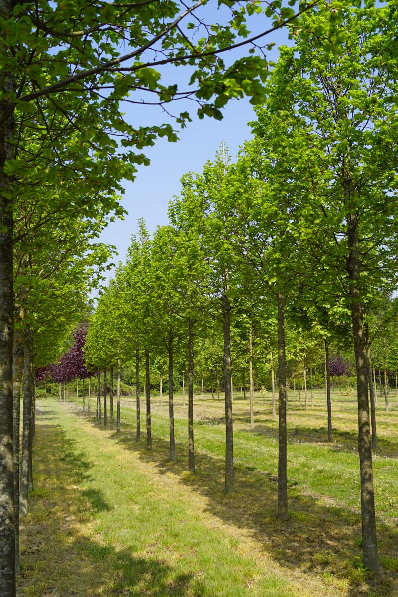 TICGREEN20-25HODR stamomtrek 20-25
