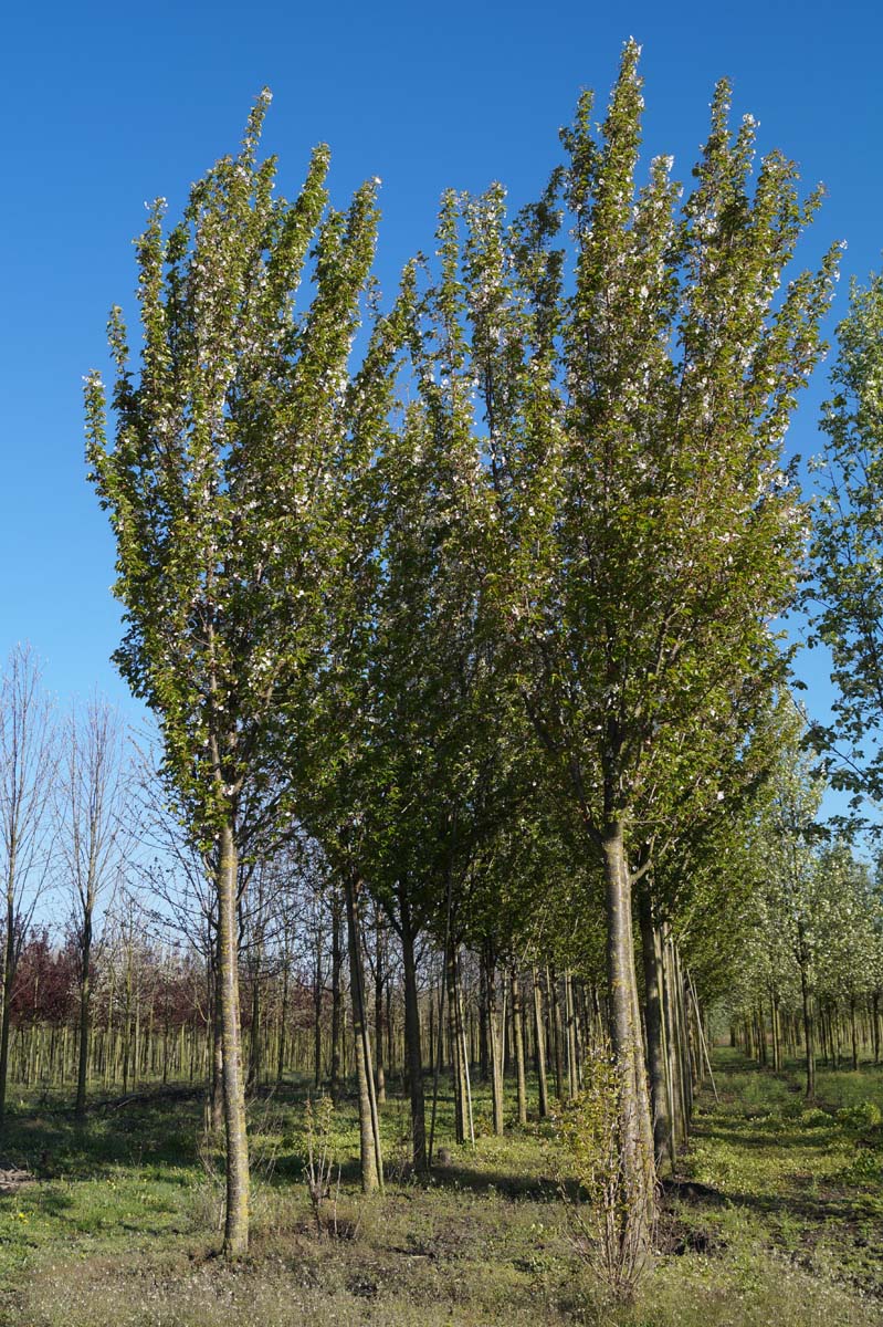PRUMINEK25-30HODR stamomtrek 25-30