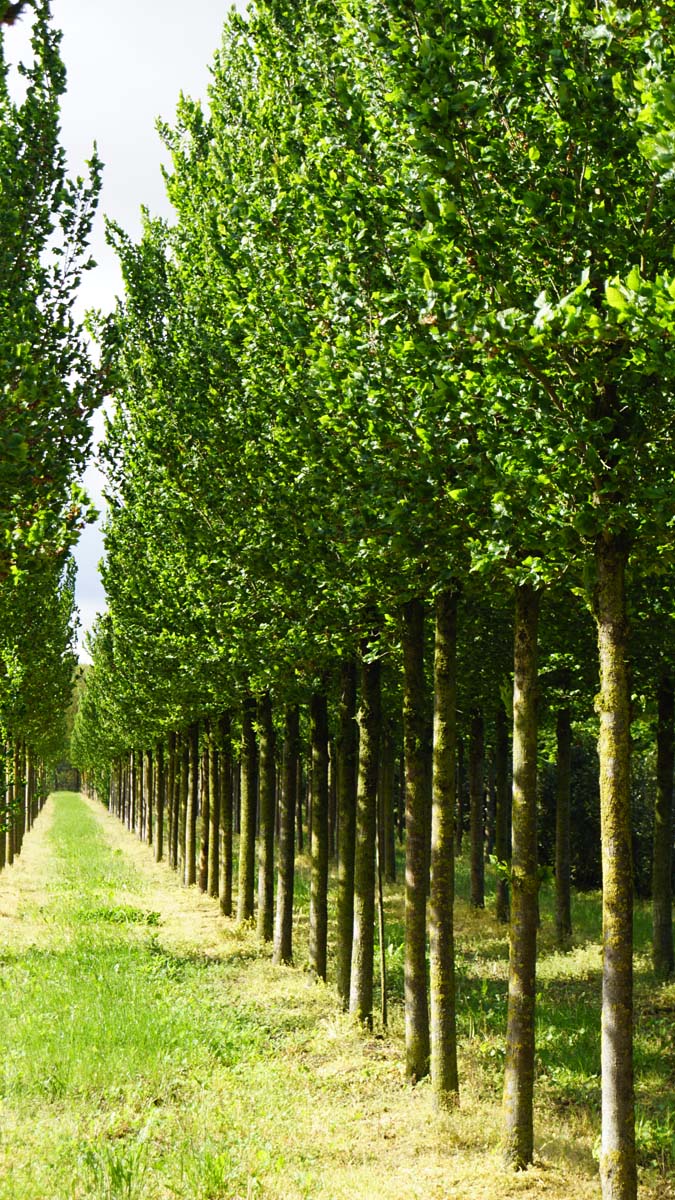 ULCOLUME25-30HODR stamomtrek 25-30