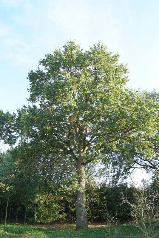 Quercus robur op stam op stam