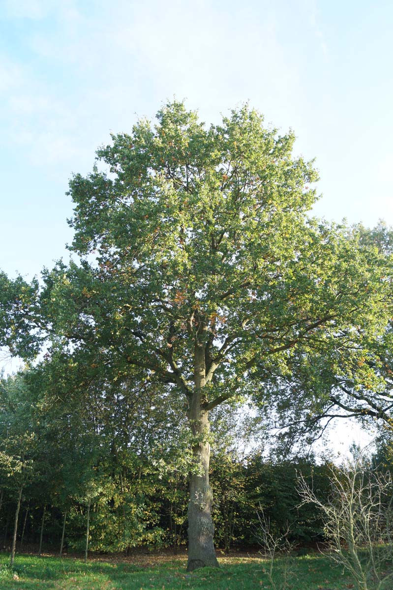 Quercus robur op stam op stam