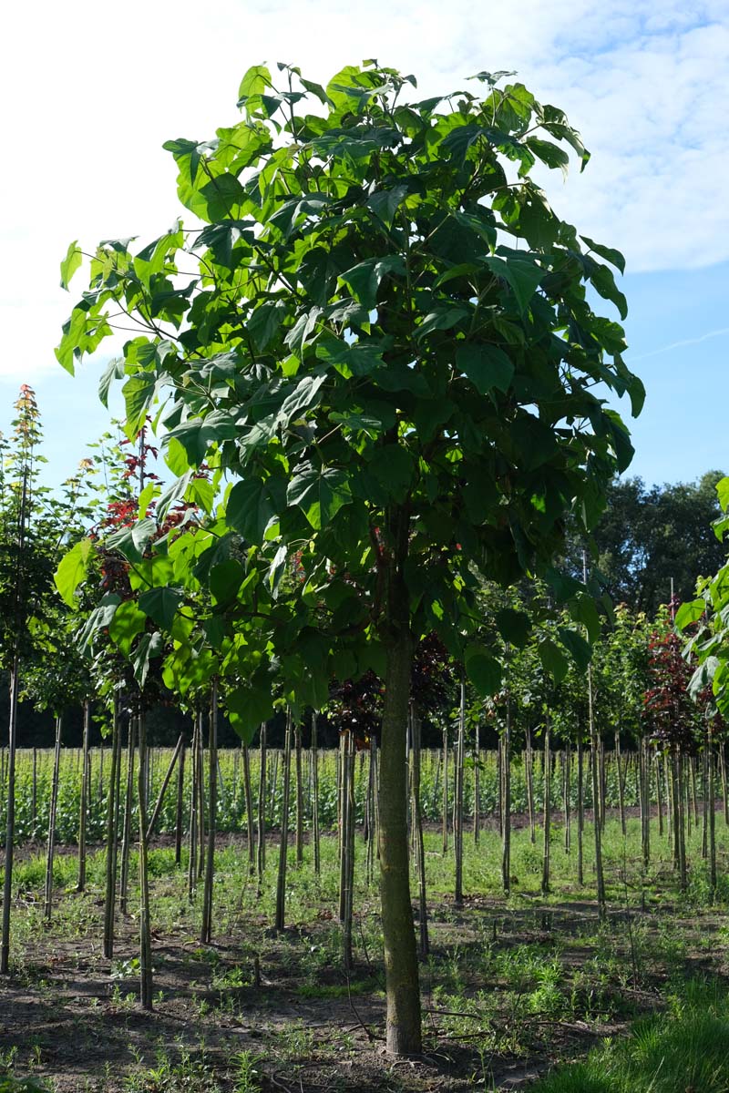 PATOMENT35-40HODR stamomtrek 35-40