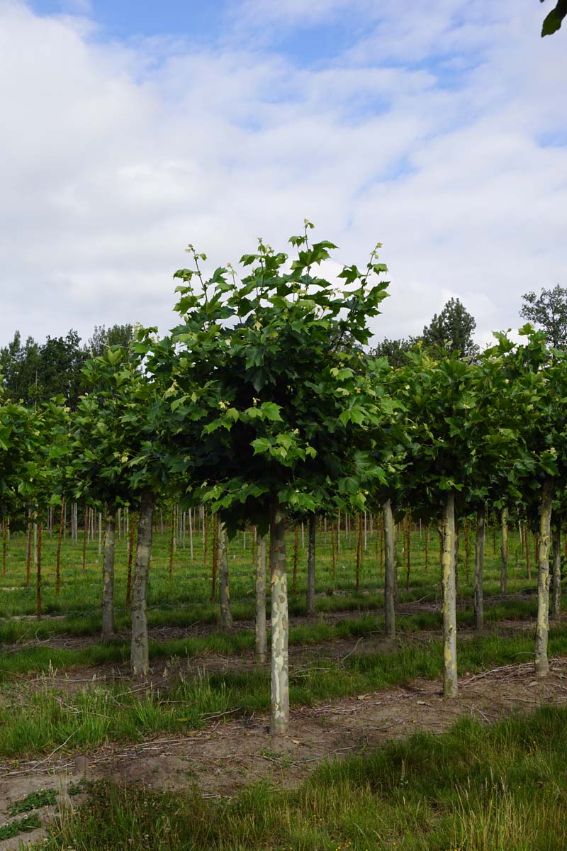 PLHISPAN35-40HODRGEKN stamomtrek 35-40