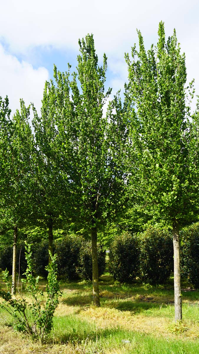 ULCOLUME35-40HODR stamomtrek 35-40