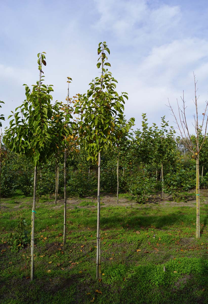 MAKOBUS8-10HODR stamomtrek 8-10