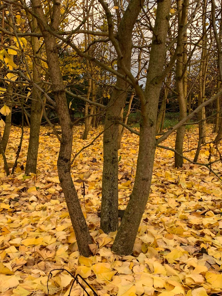 Ginkgo biloba dakboom herfstkleur