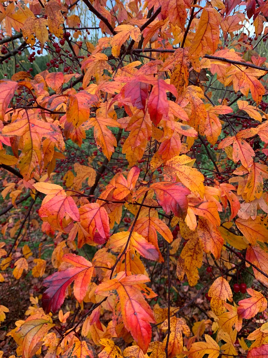 Malus toringo 'Freja' op stam herfstkleur