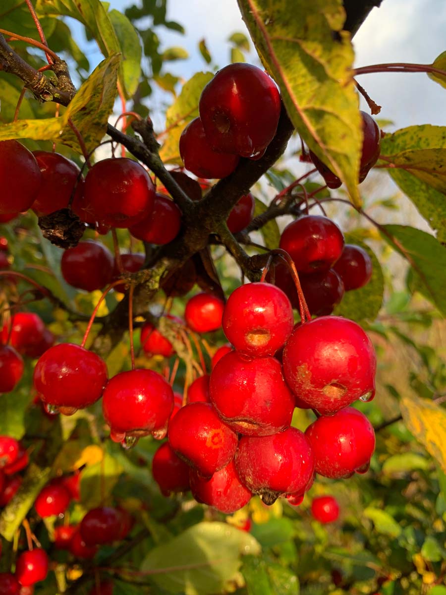 Malus 'Ydun' op stam sierappel