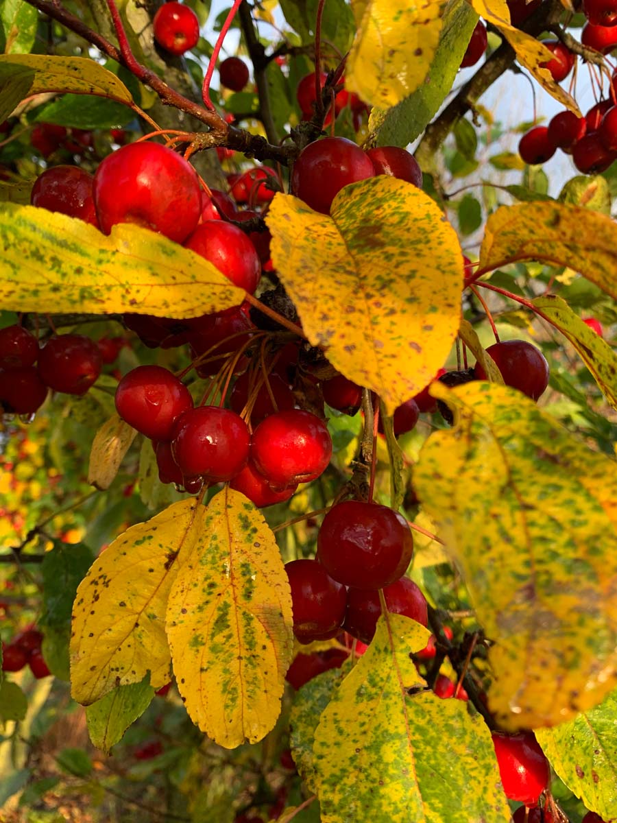 Malus 'Ydun' op stam herfstkleur