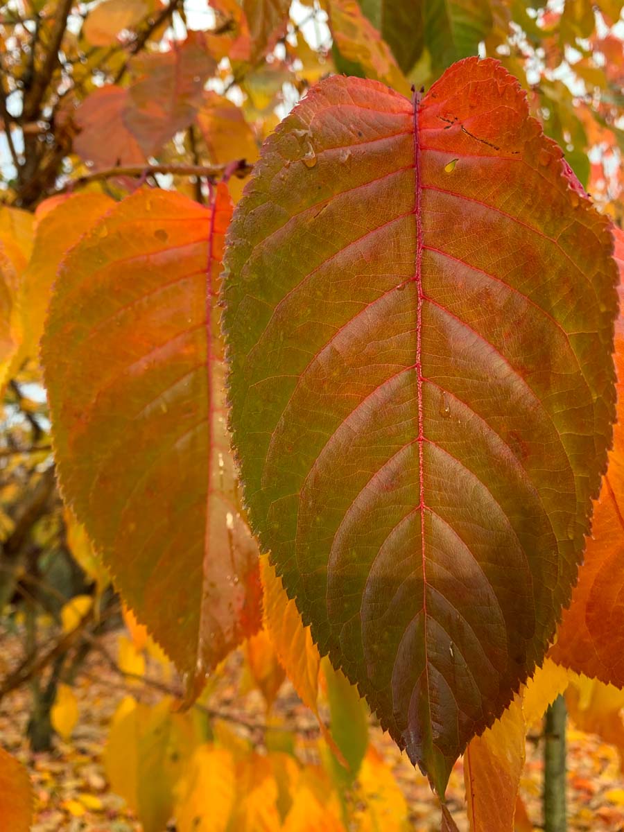 Prunus serrulata 'Taihaku' Tuinplanten herfstkleur