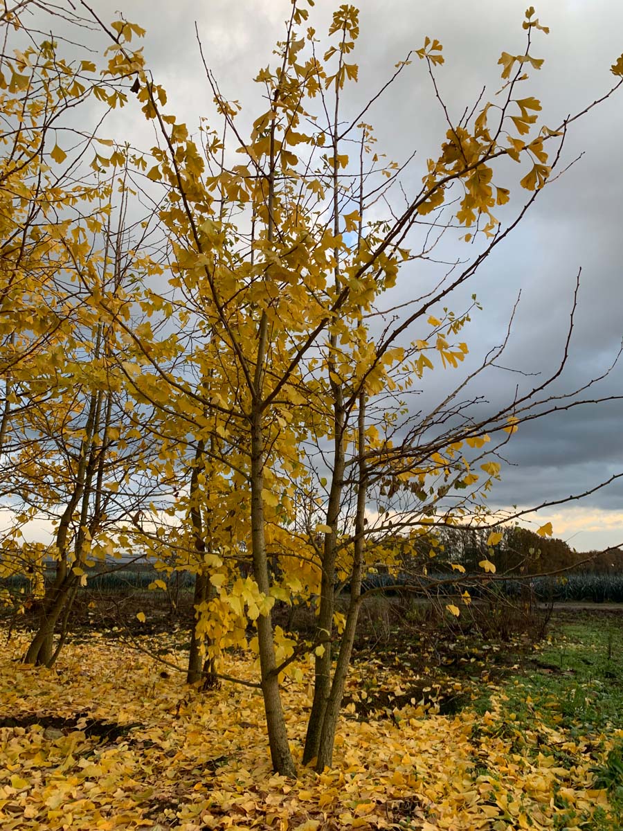 Ginkgo biloba meerstammig / struik meerstammig
