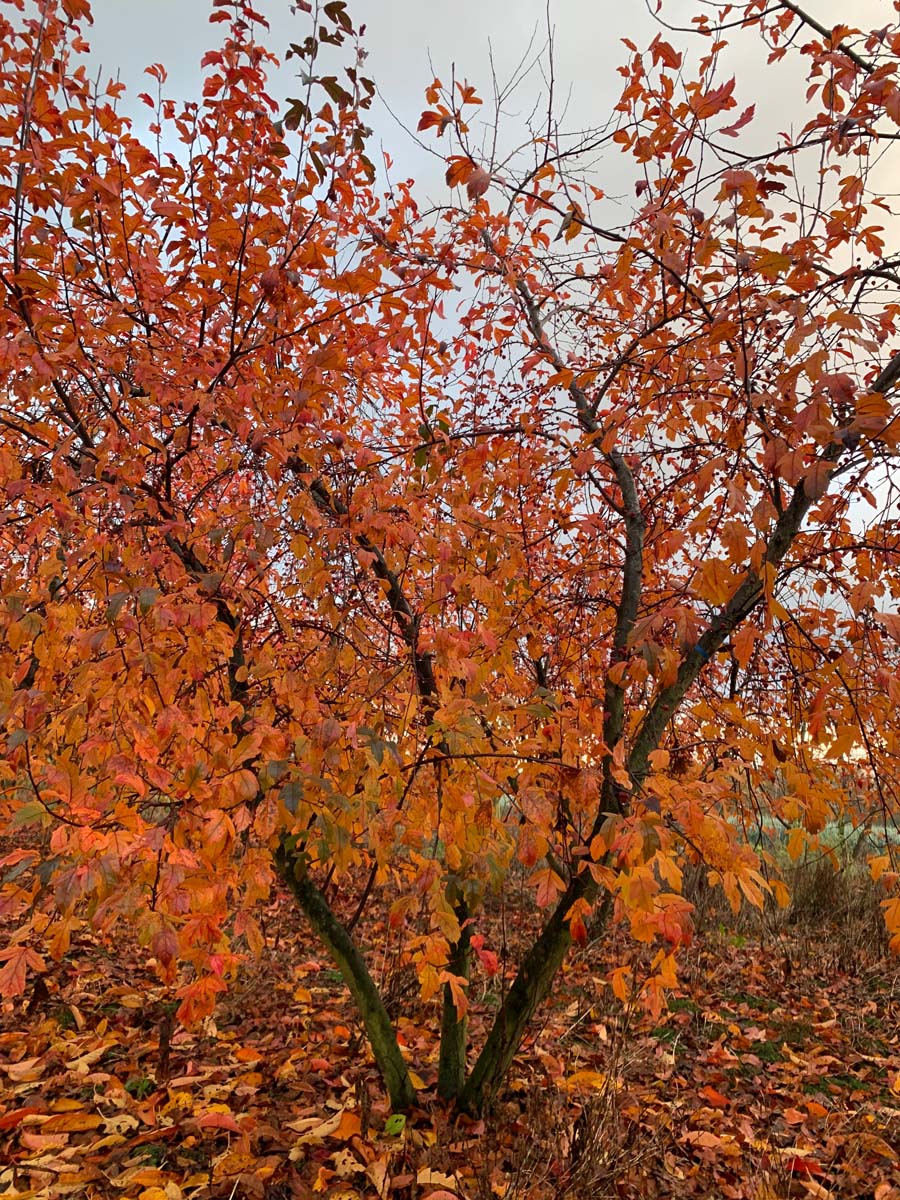 Malus toringo 'Freja' meerstammig / struik herfstkleur