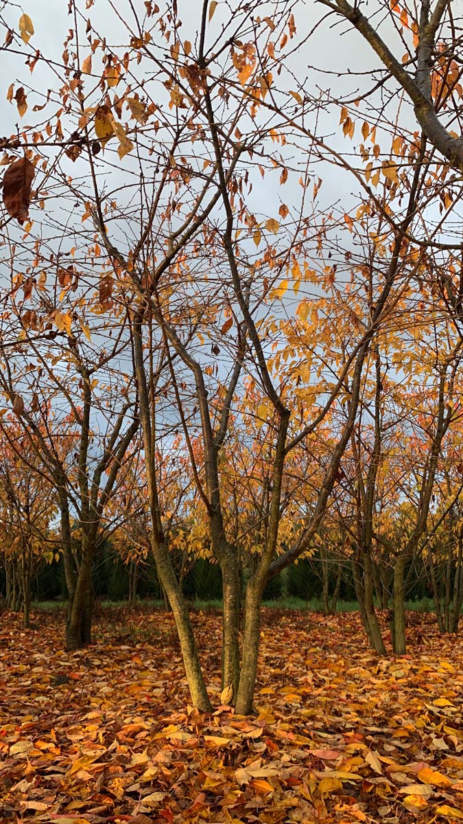 Prunus serrulata 'Shirotae' meerstammig / struik herfstkleur