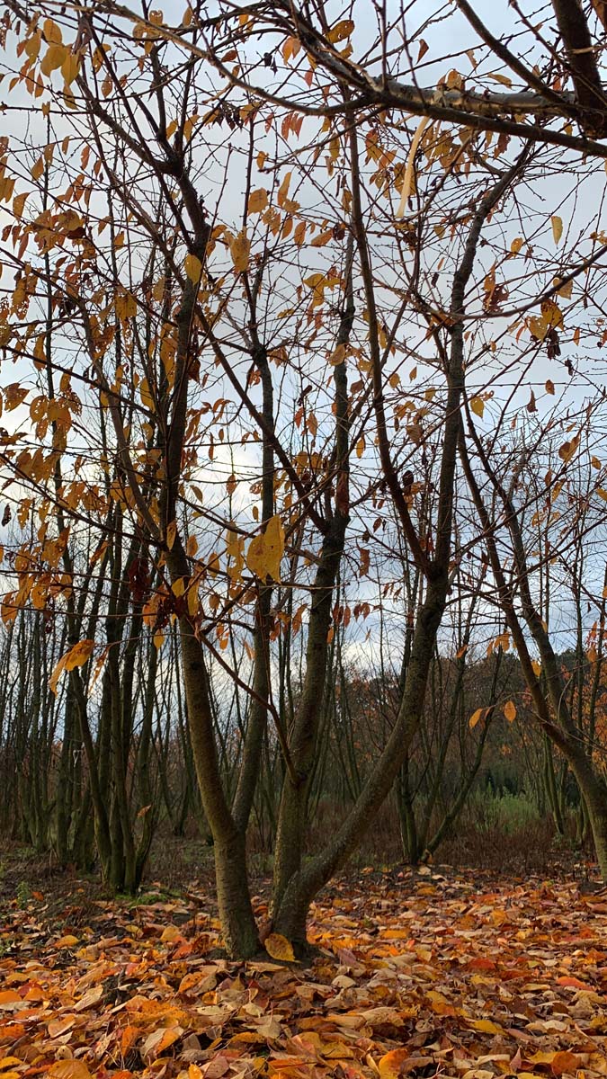 Prunus serrulata 'Shirotae' meerstammig / struik herfstkleur
