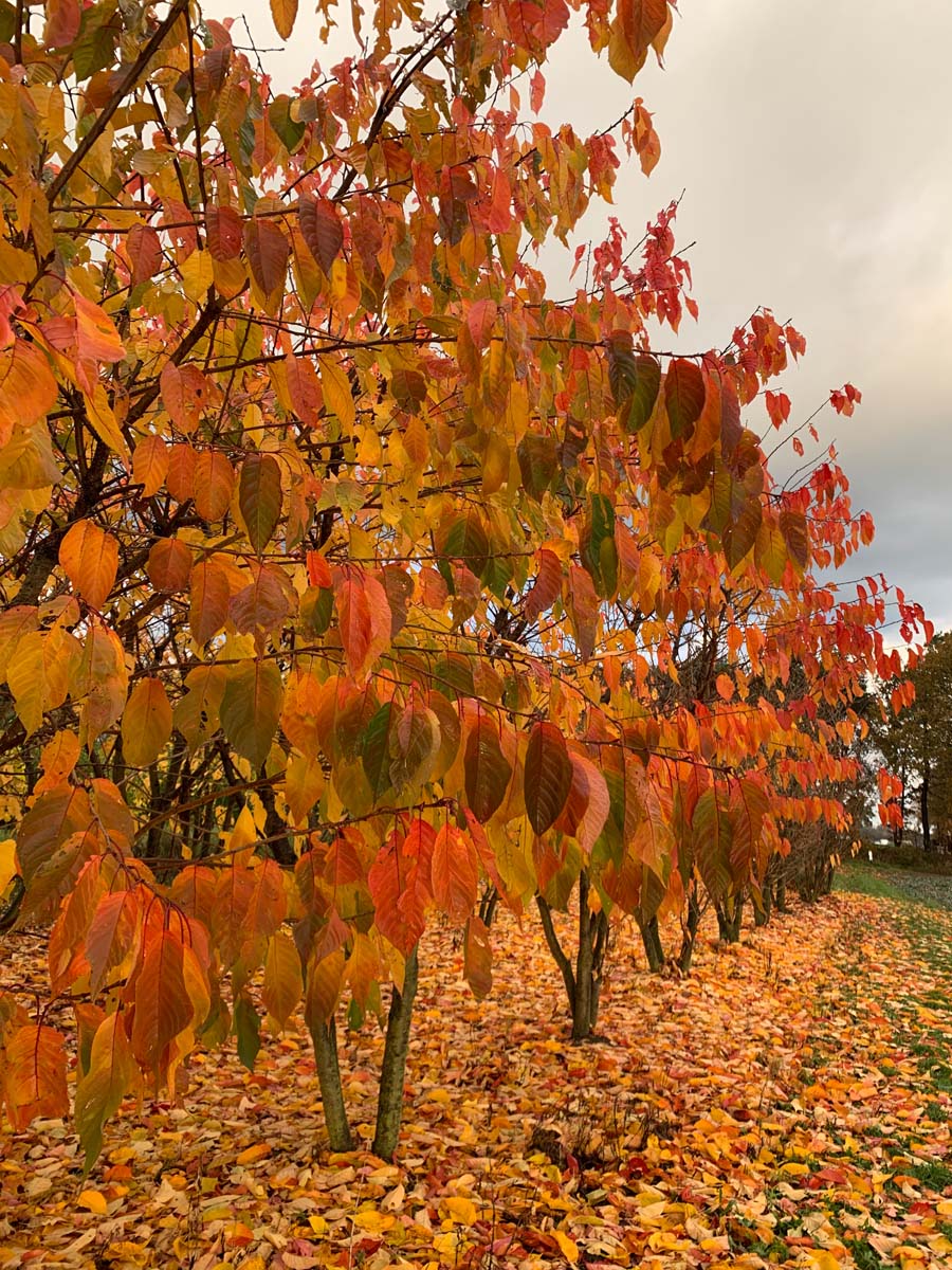 Prunus serrulata 'Taihaku' meerstammig / struik meerstammig