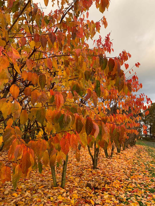 Prunus serrulata 'Taihaku' meerstammig / struik meerstammig