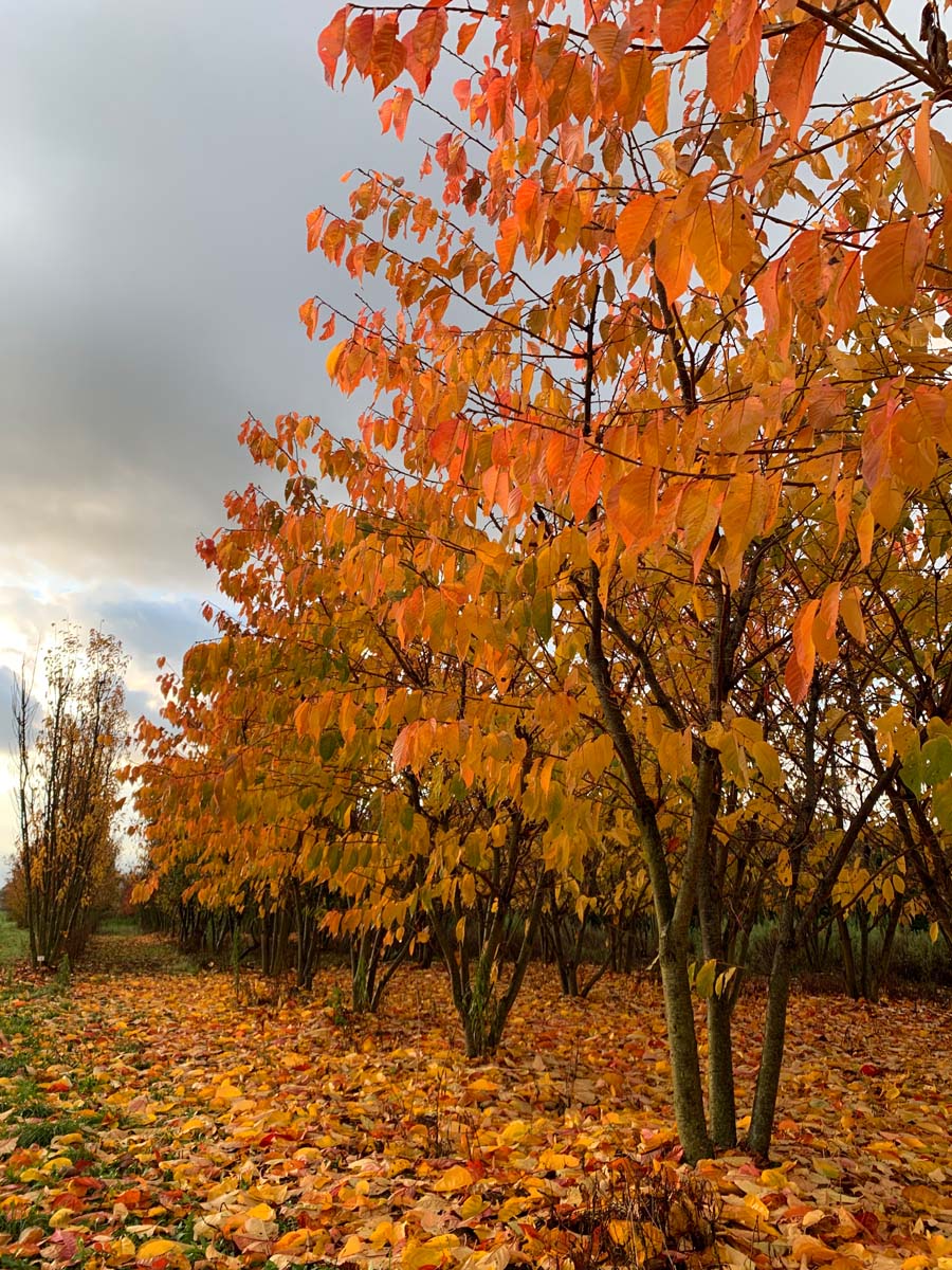 Prunus serrulata 'Taihaku' meerstammig / struik meerstammig