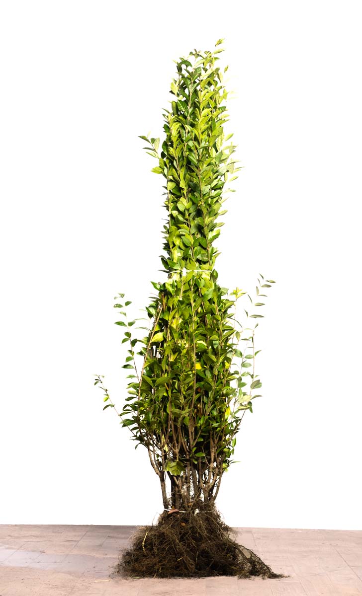 LIOVALIF100-125WPLANTSOE plantsoen 100-125