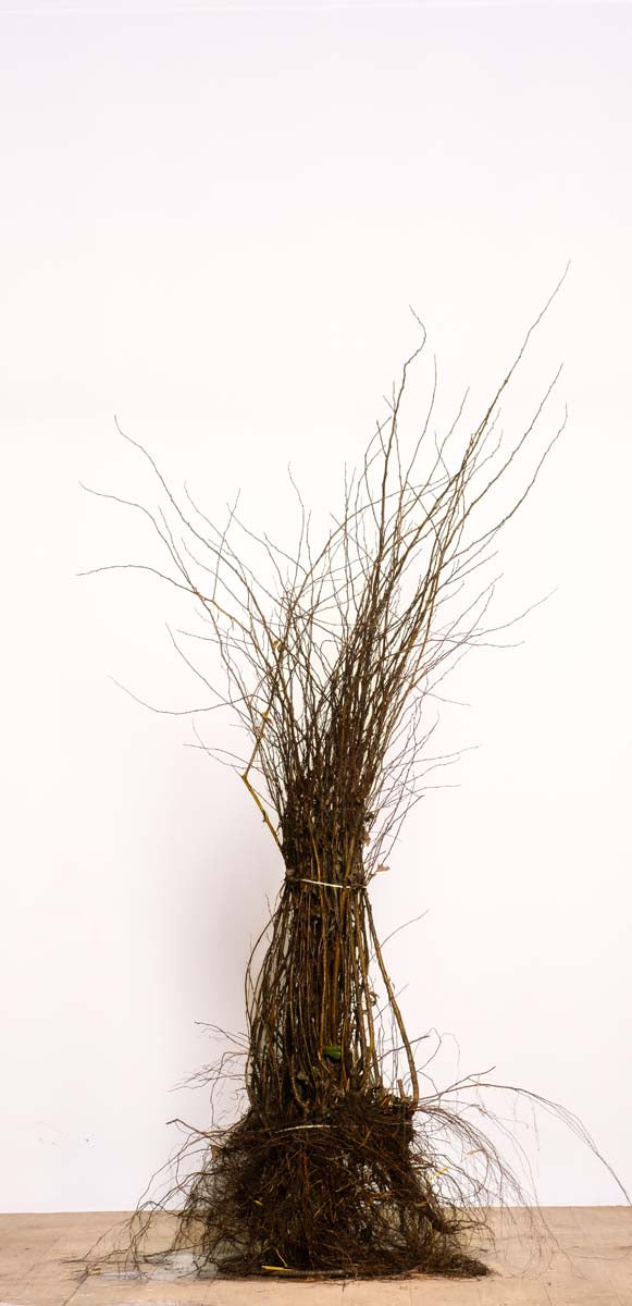 SPVANHOU60-80WPLANTSOE plantsoen 60-80