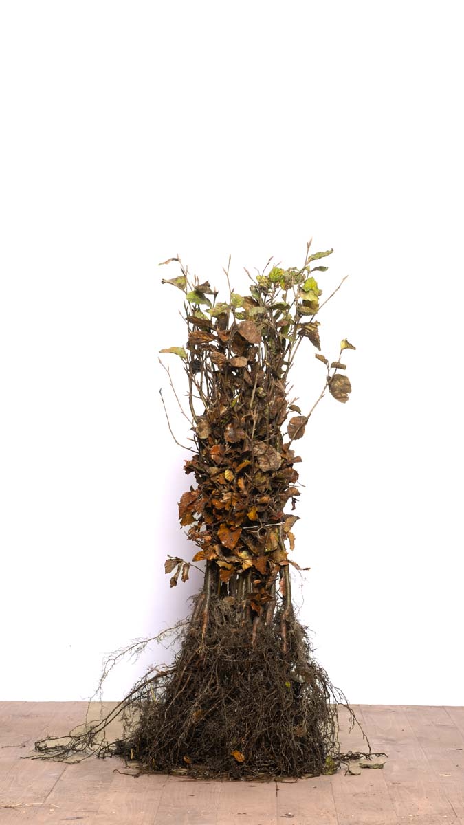 FASYLVAT40-60WPLANTSOE plantsoen 40-60