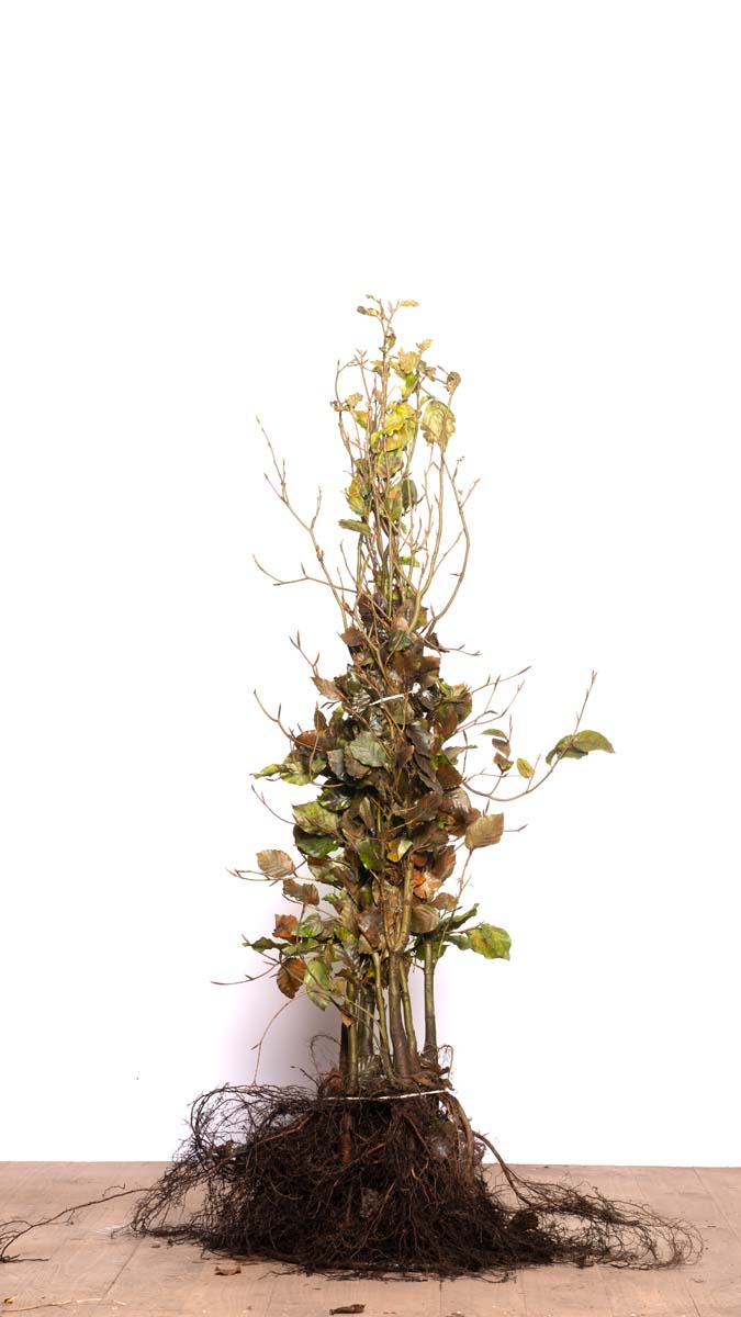 FASYLVAT80-100WPLANTSOE plantsoen 80-100