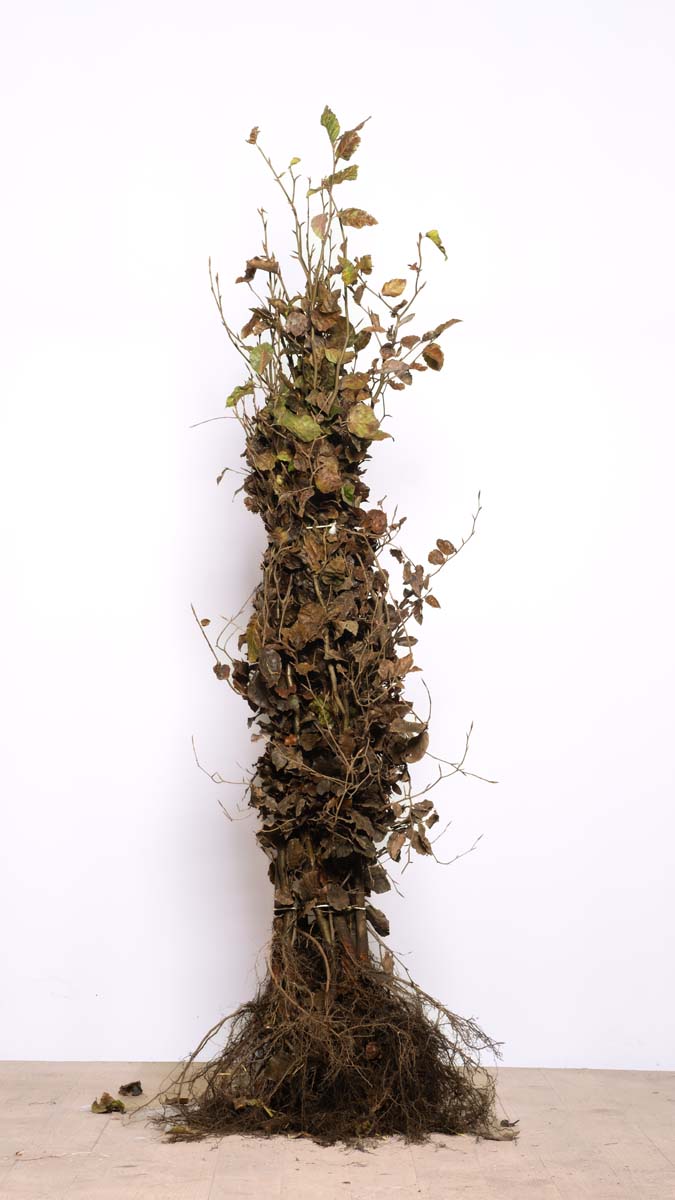 FASYLVAT100-125WPLANTSOE plantsoen 100-125