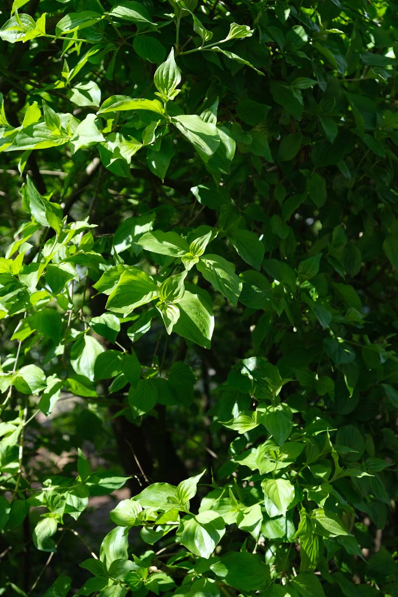 Cornus mas haagplant haagplant