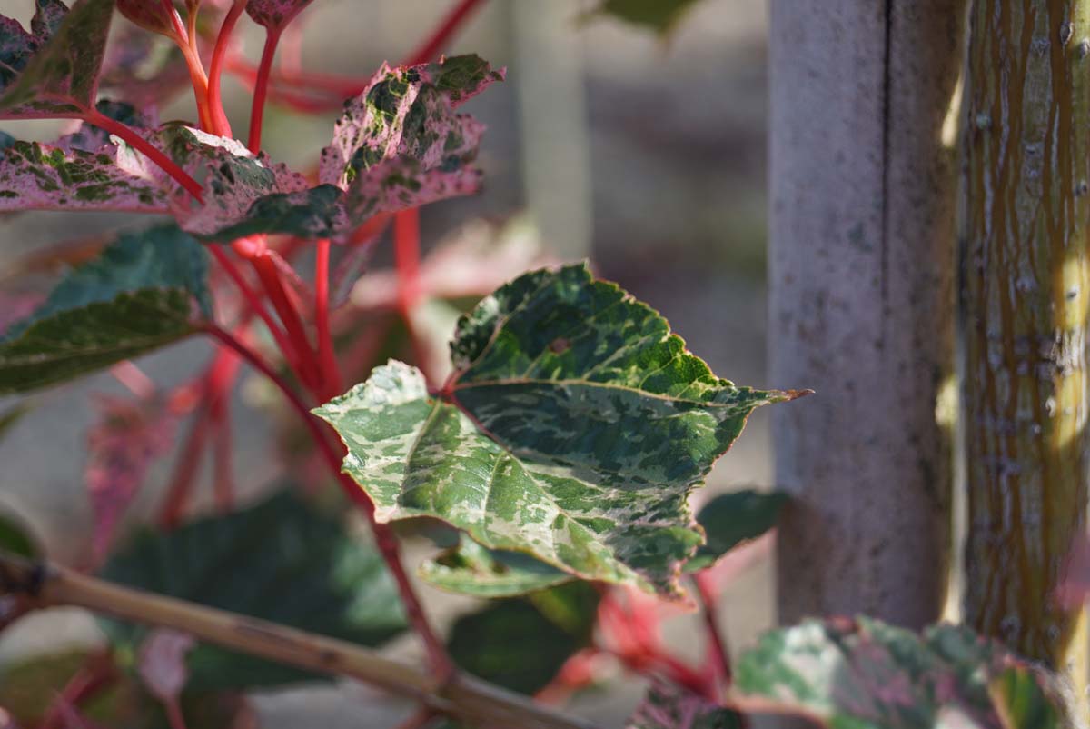 Acer conspicuum 'Red Flamingo' op stam blad